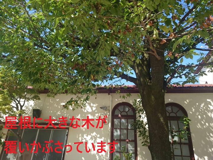 屋根に木がかぶさっています