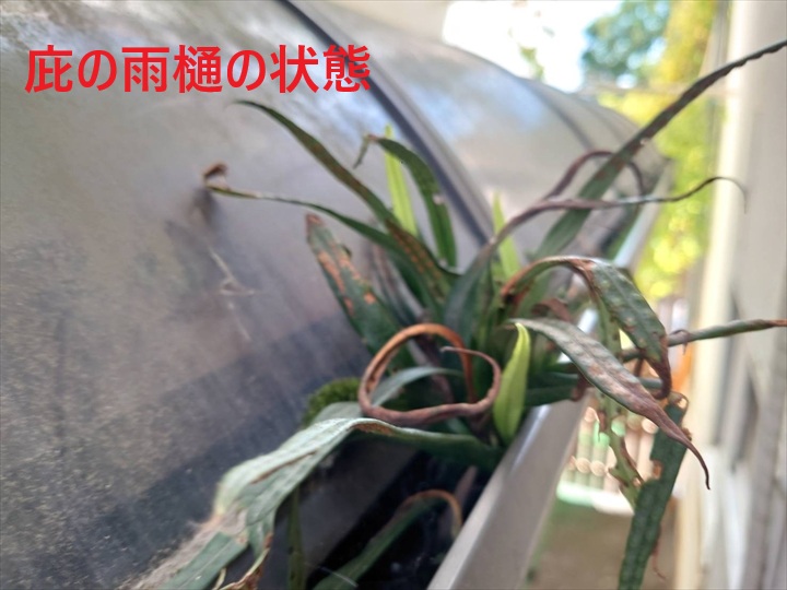 庇の雨樋から草が生えています