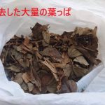除去した落葉