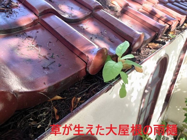 雨樋から草が生えています