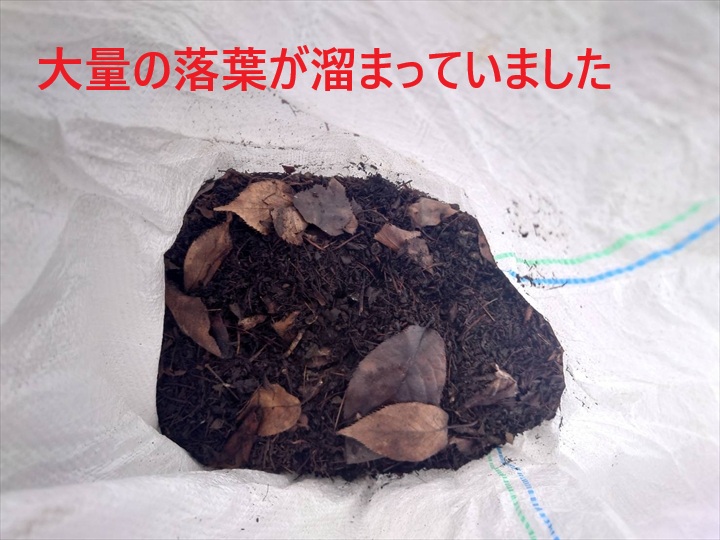 除去した大量の落葉