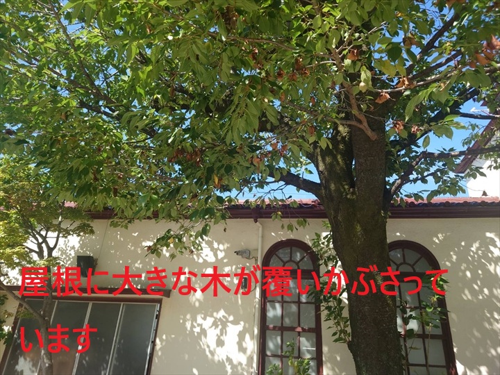 大きな木