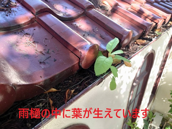 葉が生えています