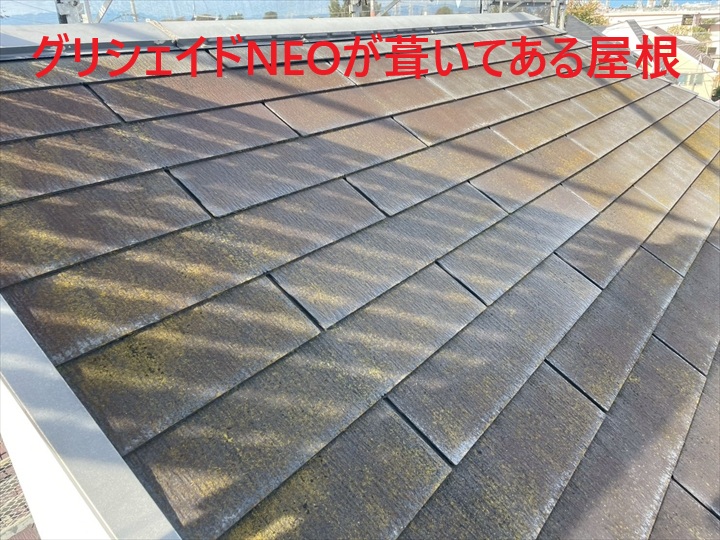 グリシェイドNEO