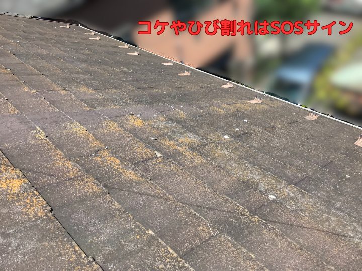 コケやひび割れはSOSサイン