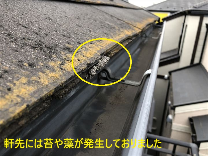 軒先には苔や藻が発生しておりました