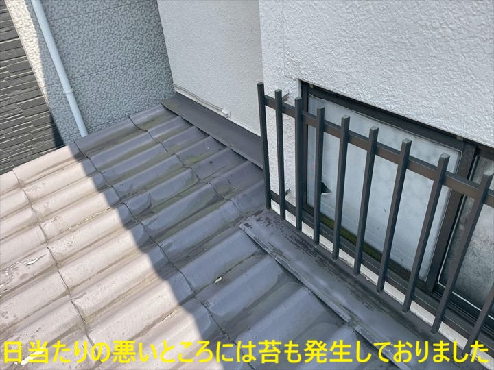 日当たりの悪いところには苔も発生しておりました
