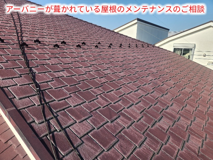 アーバニーの屋根の調査