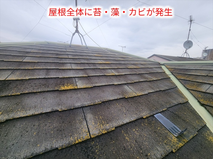 苔とカビの屋根全景