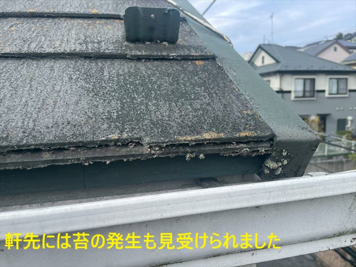 軒先に発生した苔