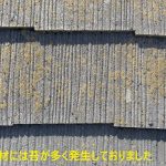 屋根材には苔が多く発生しておりました