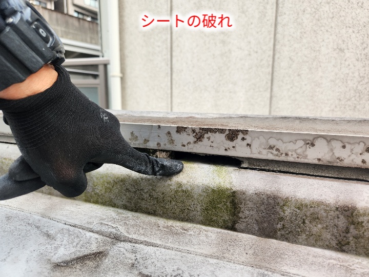 端部シート防水の破れ