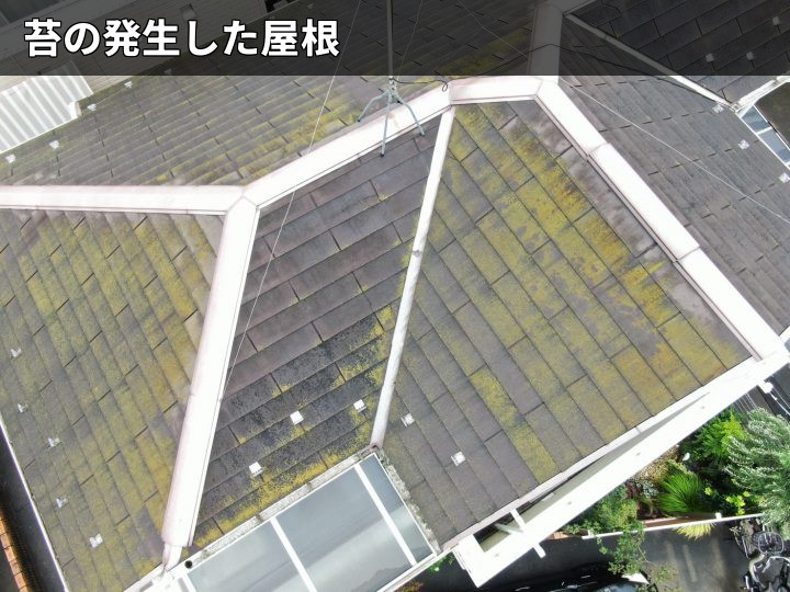 苔が広がる屋根全景