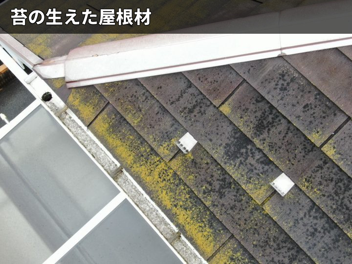 軒先に苔が生えた屋根