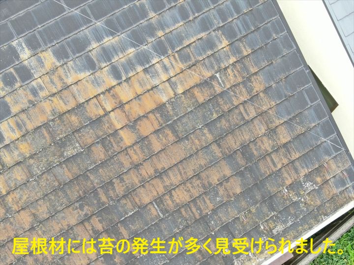 苔が広がるスレート