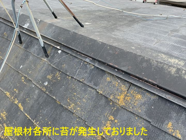 苔が広がる屋根材表面