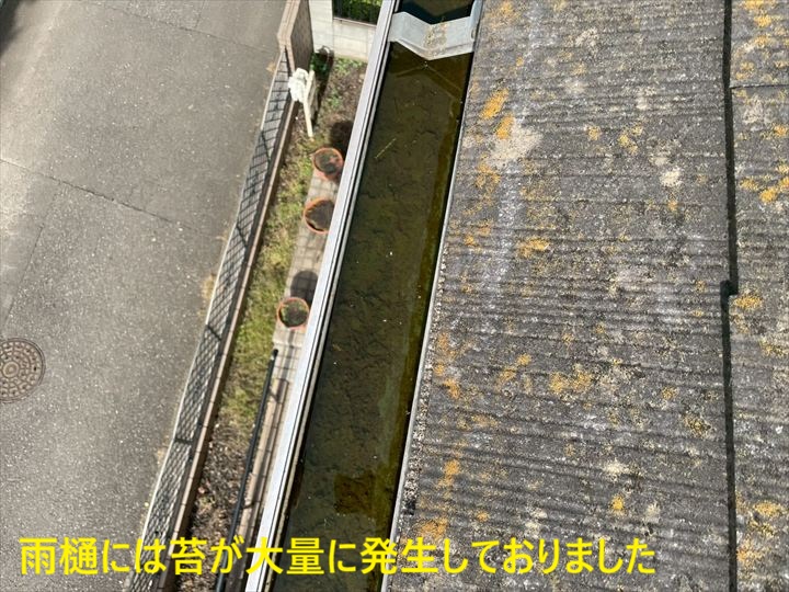 苔が詰まった雨樋